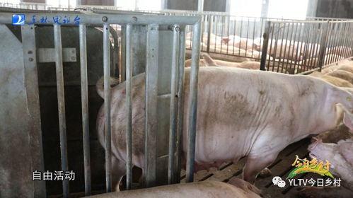 肥猪爆料虎子怎么做的视频,虎子独家视频揭秘制作过程 第3张 肥猪爆料虎子怎么做的视频,虎子独家视频揭秘制作过程 第3张